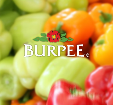 porfolio-burpee